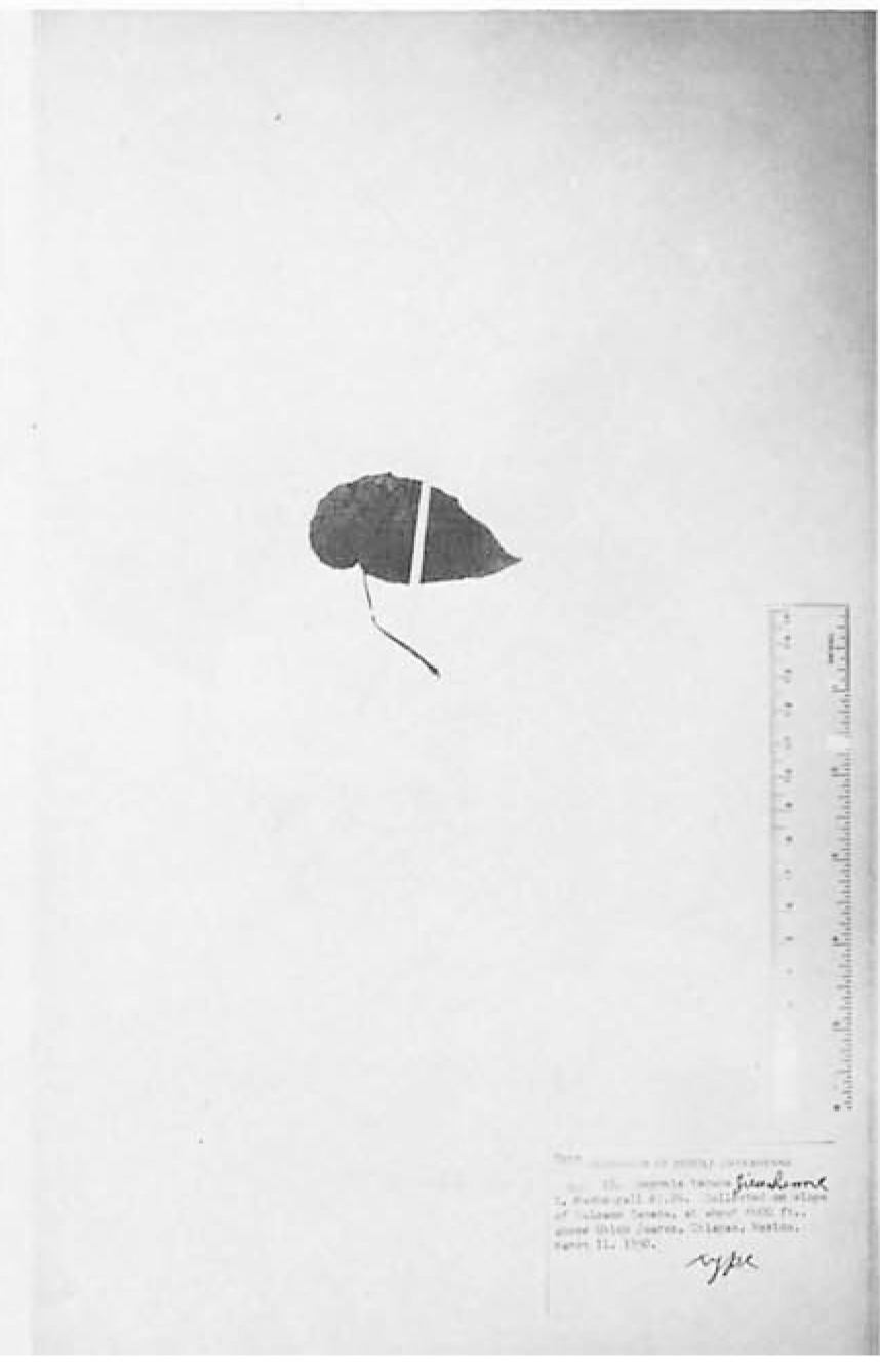 B. tacana
